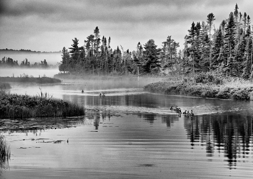 http://loraxphoto.files.wordpress.com/2011/08/bog-lake-geese-copy.jpg